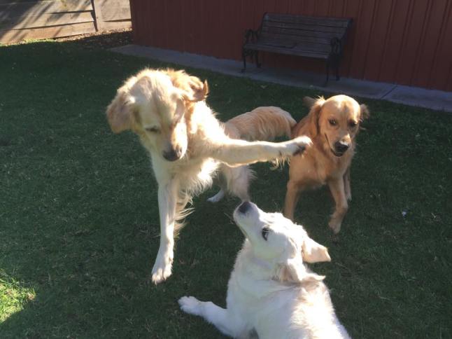 Storm, Mr Wilson and Benson in mid fight.  They want to you know they are frightening beasts and loo a lot less awkward than they appear in this photo.